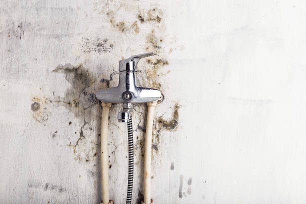 Best Commercial Mold Remediation in Augusta, KY