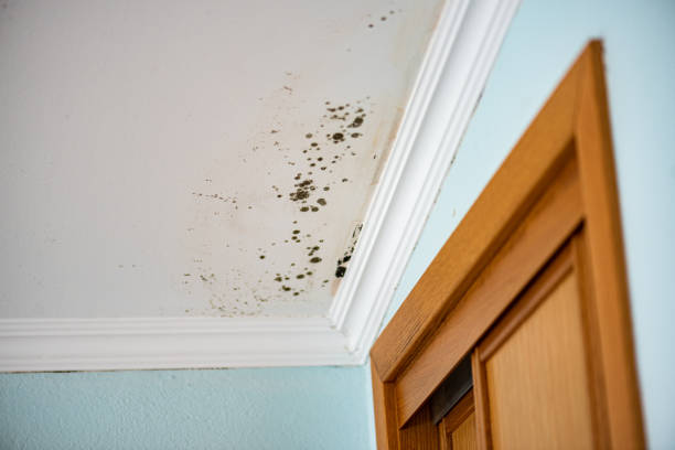 Best Attic Mold Remediation in Augusta, KY