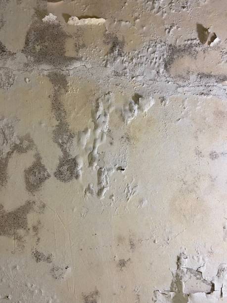 Best Bathroom Mold Remediation in Augusta, KY