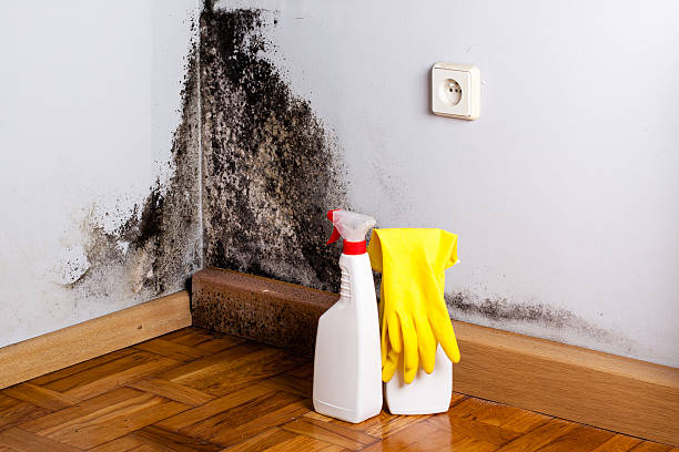 Best Bathroom Mold Remediation in Augusta, KY
